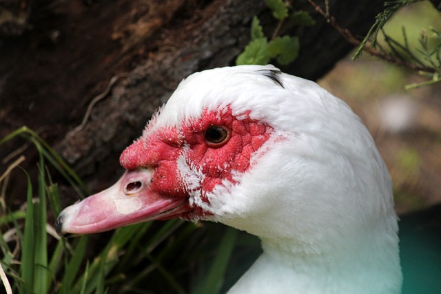 起伏却让八 起伏却让八