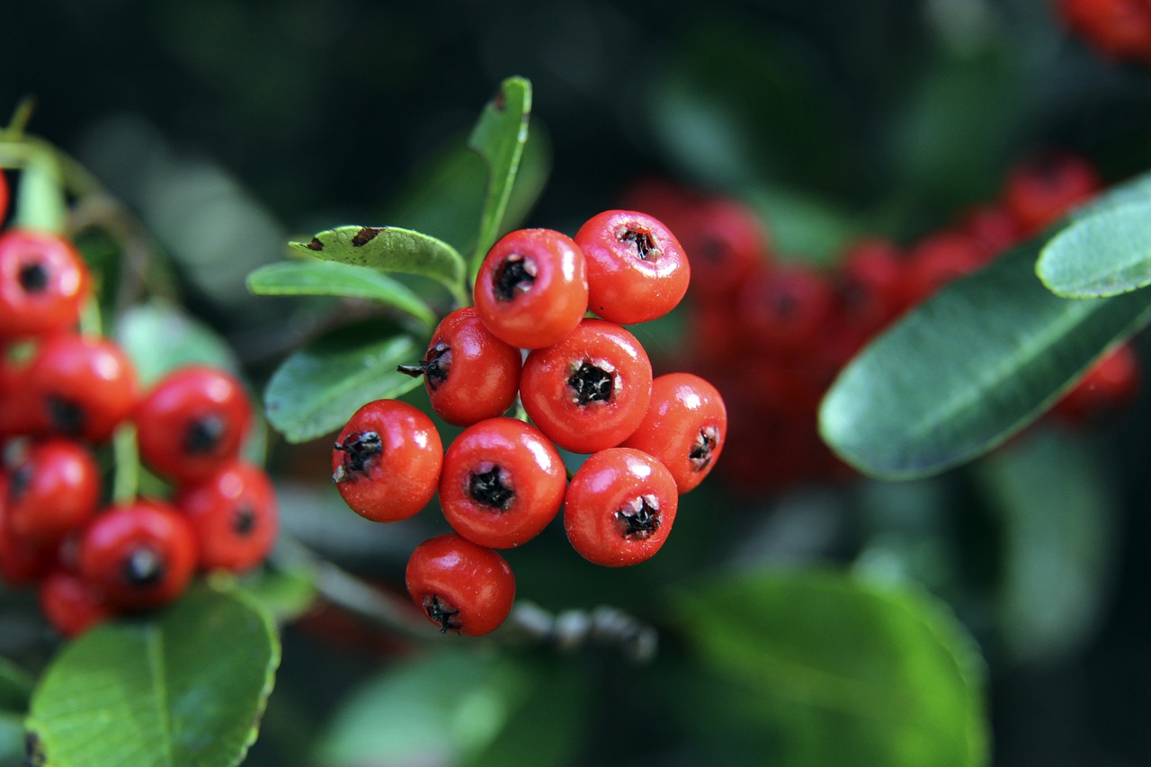 了胜利的果 了胜利的果