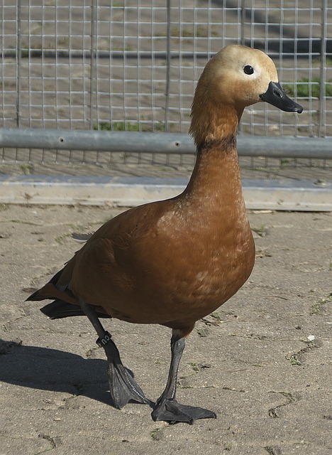 球王